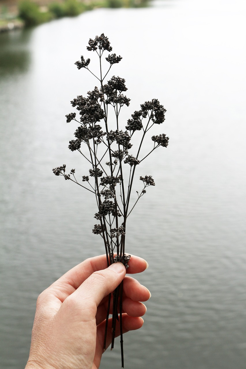 female, hand, holding