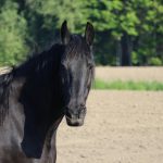 Majestic black horse standing in a rural field during summer.
